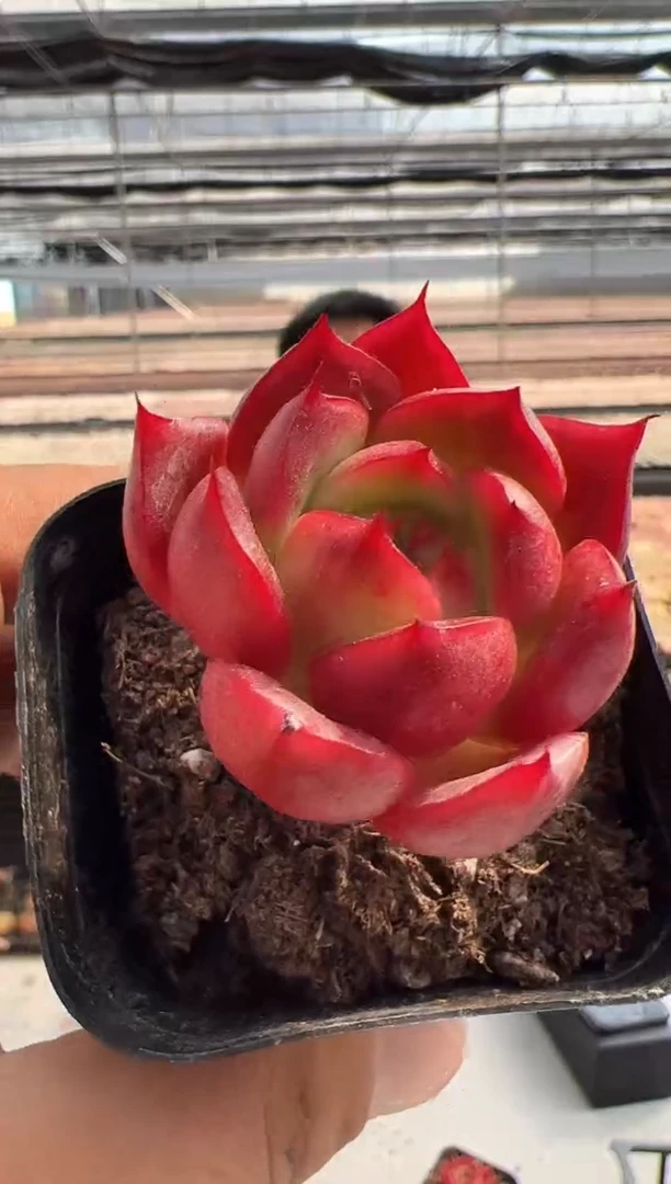 【闪购商品】新款多肉-142