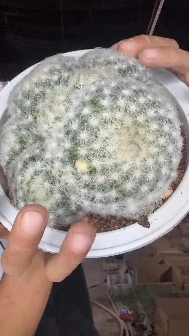 实生白星25.99