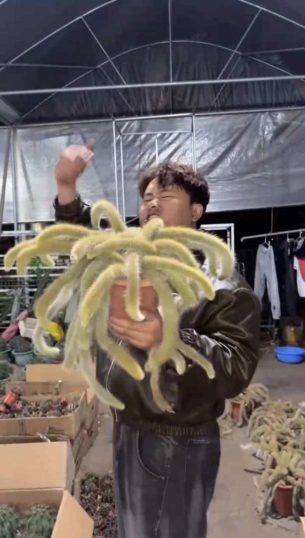 大号 多头【带根】九尾狐