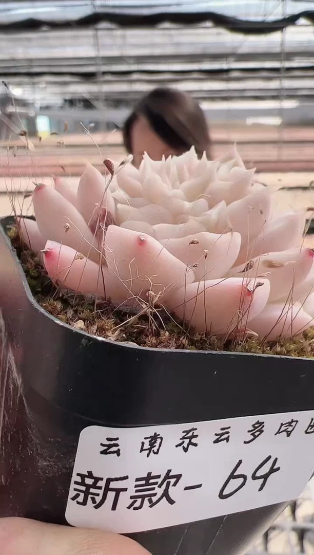 【闪购商品】新款多肉64