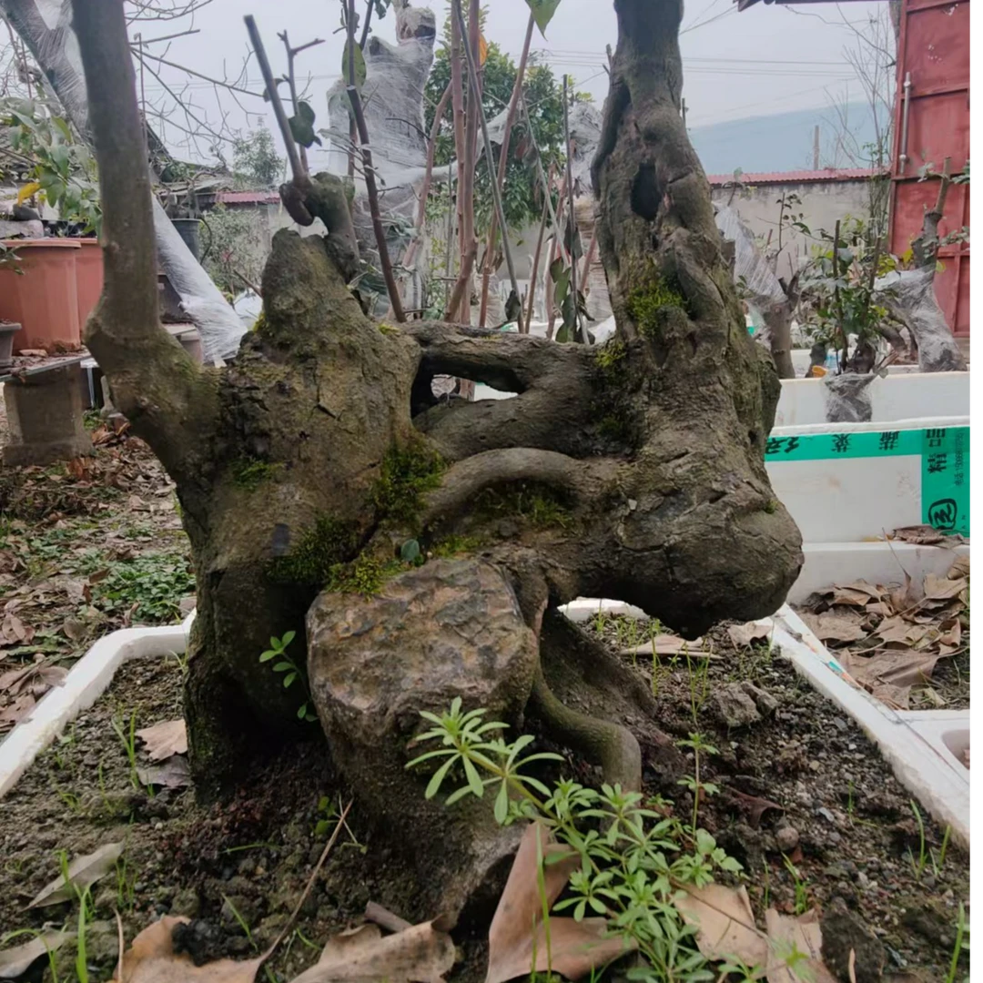 金弹子灌木老桩盆景植物绿植金弹子树盆景