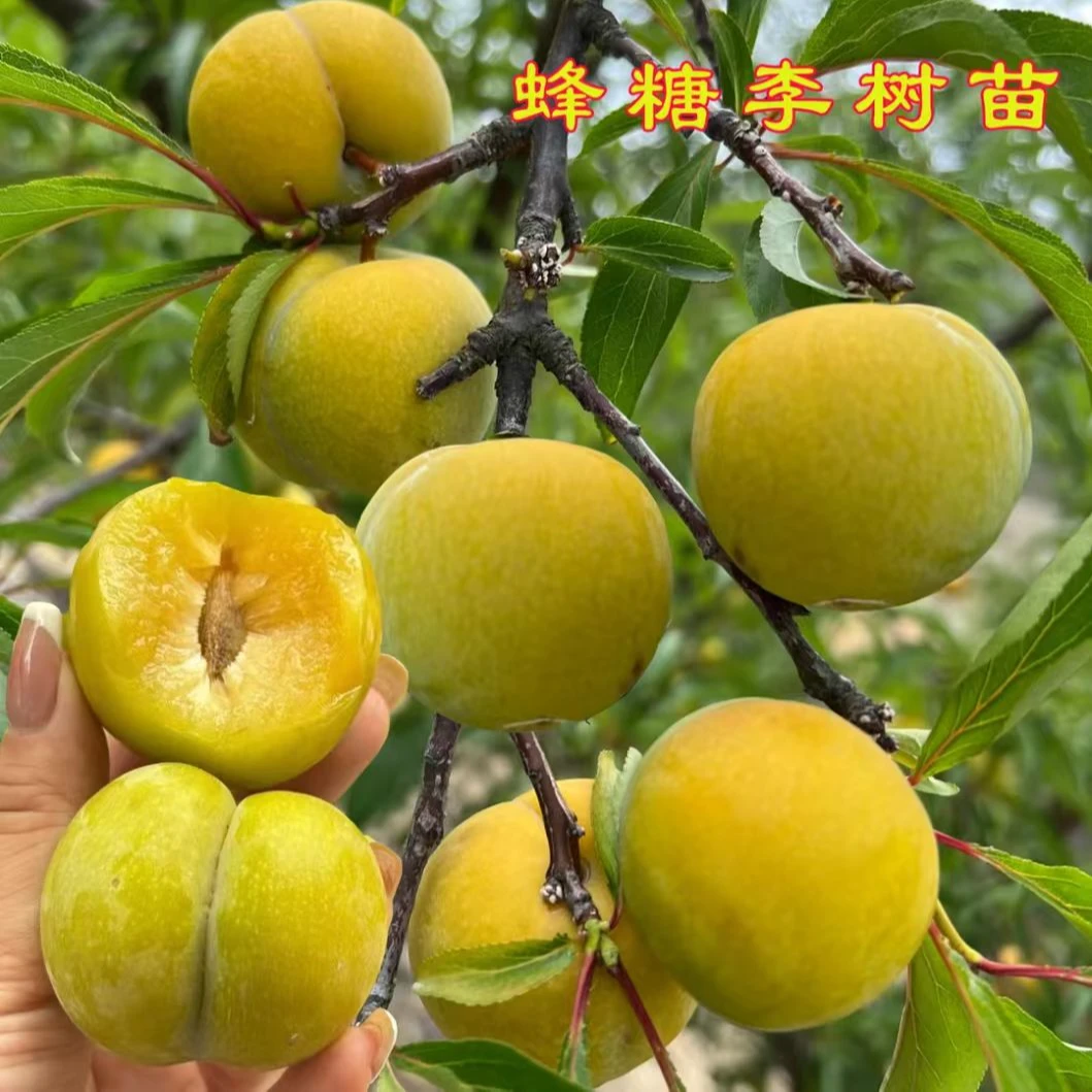 【李子树苗】【蜂糖李】【五月脆】【红宝石】大果果树耐寒耐旱南北方种植