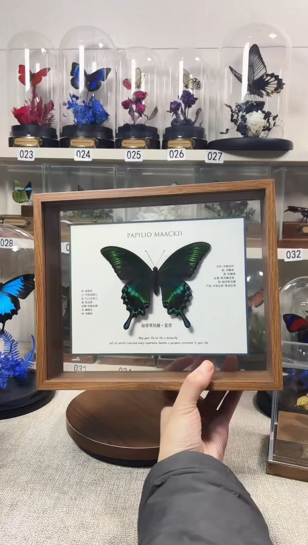 大自然真实的蝴蝶标本