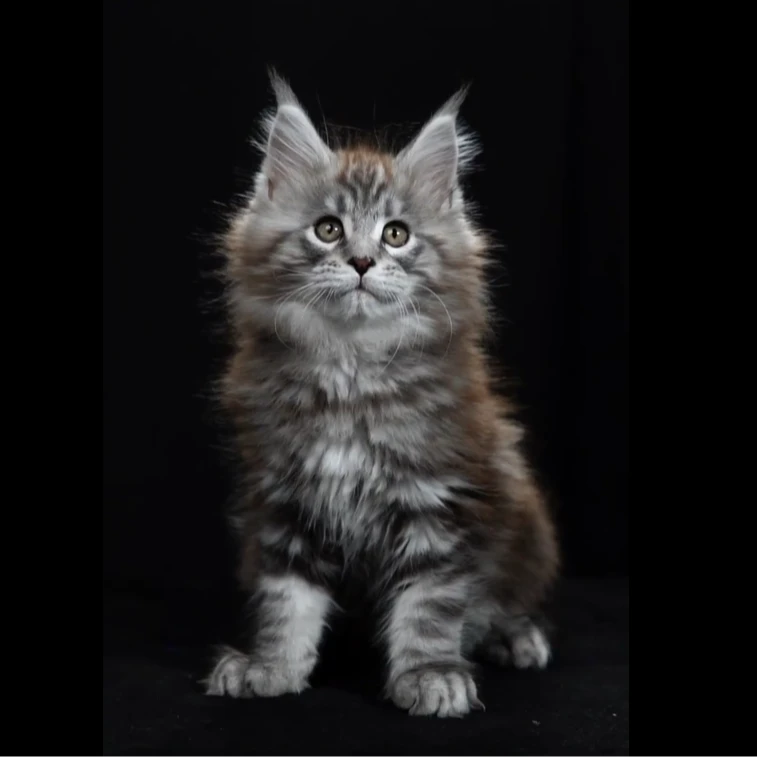 银虎缅因猫 3477弟弟—大天使缅因猫舍