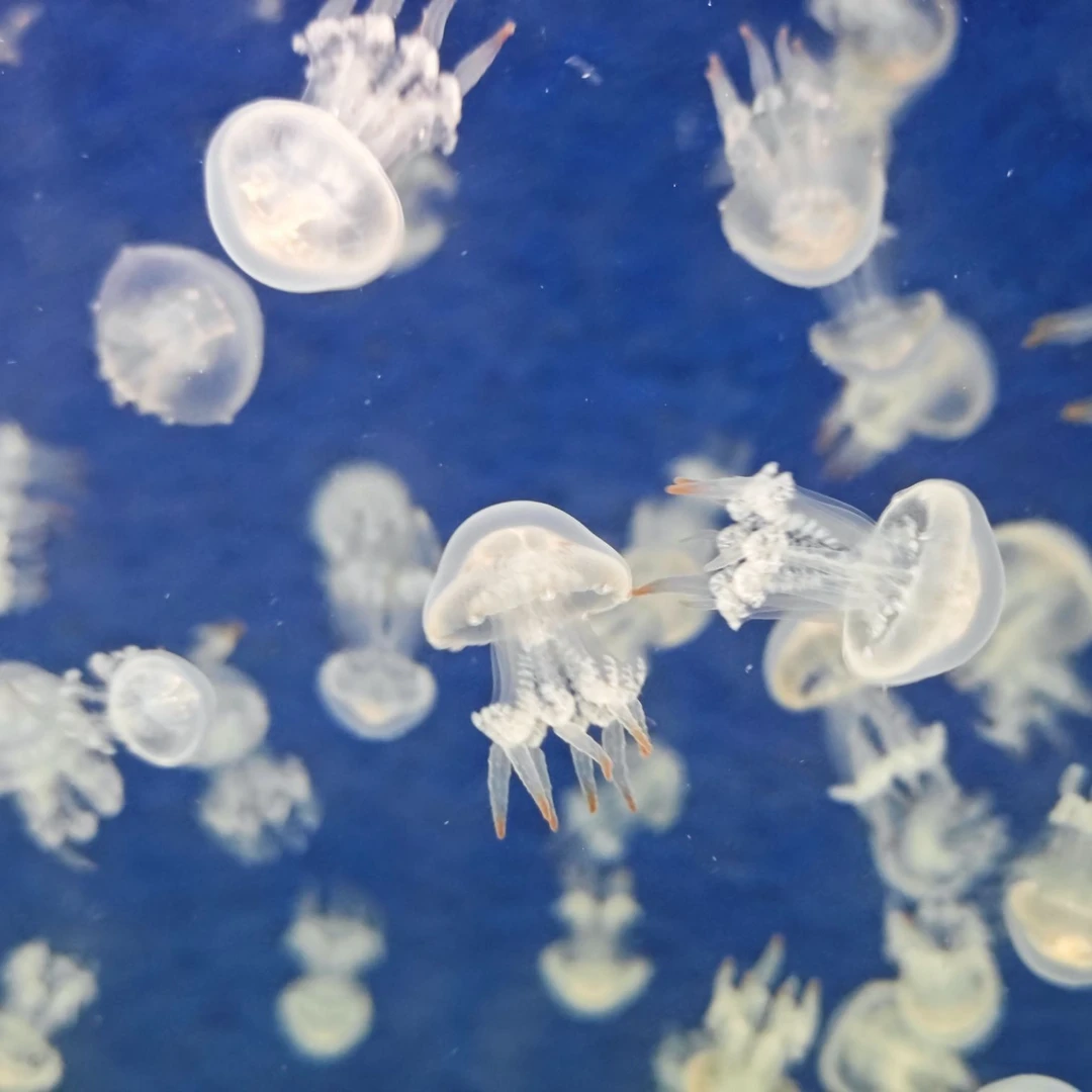 活体赤月海月巴布亚澳洲斑点炮弹果冻水母宠物适合桌面观赏小水母