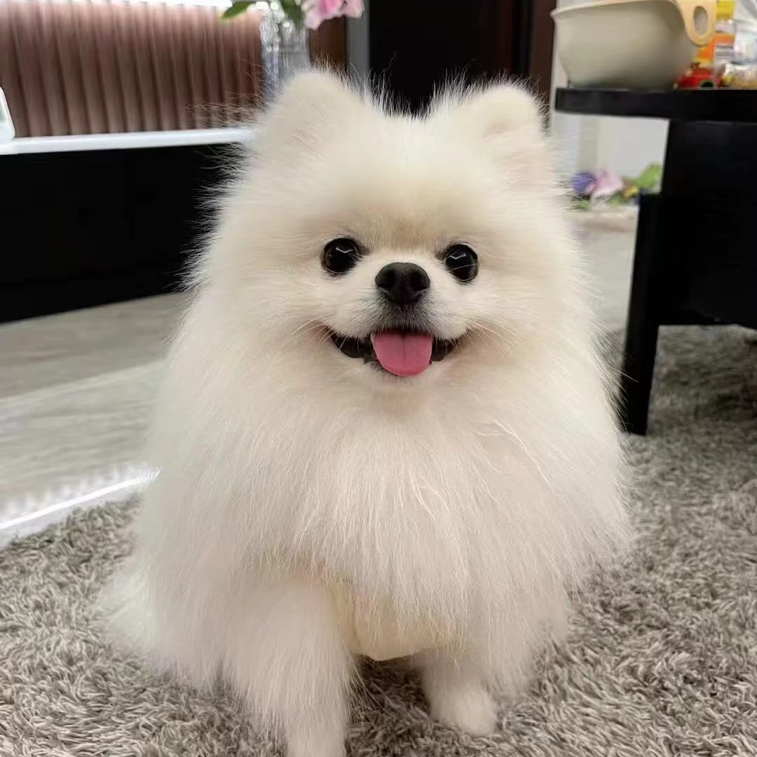 博美比熊雪纳瑞精品狗狗批发