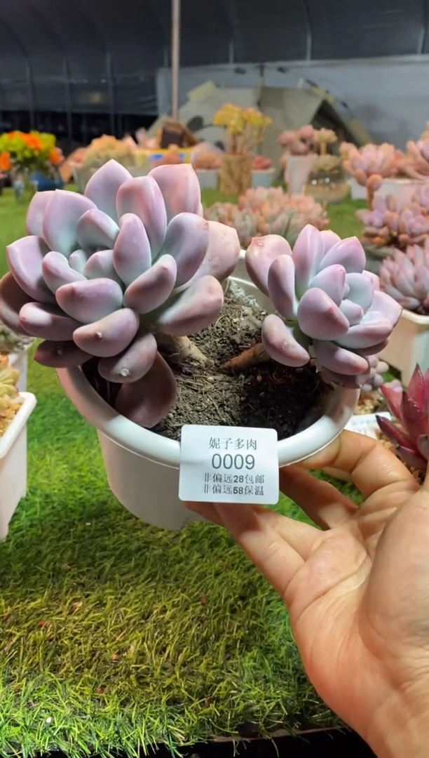 【闪购商品】0009a