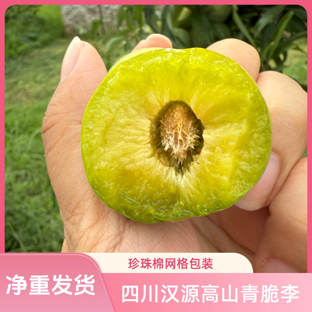 四川汉源高山青脆李脱骨李酸甜可口准珠棉网格包装坏果包赔
