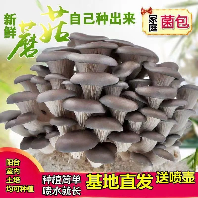 【现摘现发】新鲜平菇黑蘑菇肉厚蚝菇农家食用菌新鲜当季蔬菜批发
