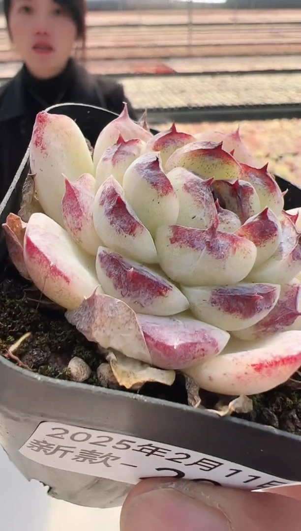 【闪购商品】新款多肉-20