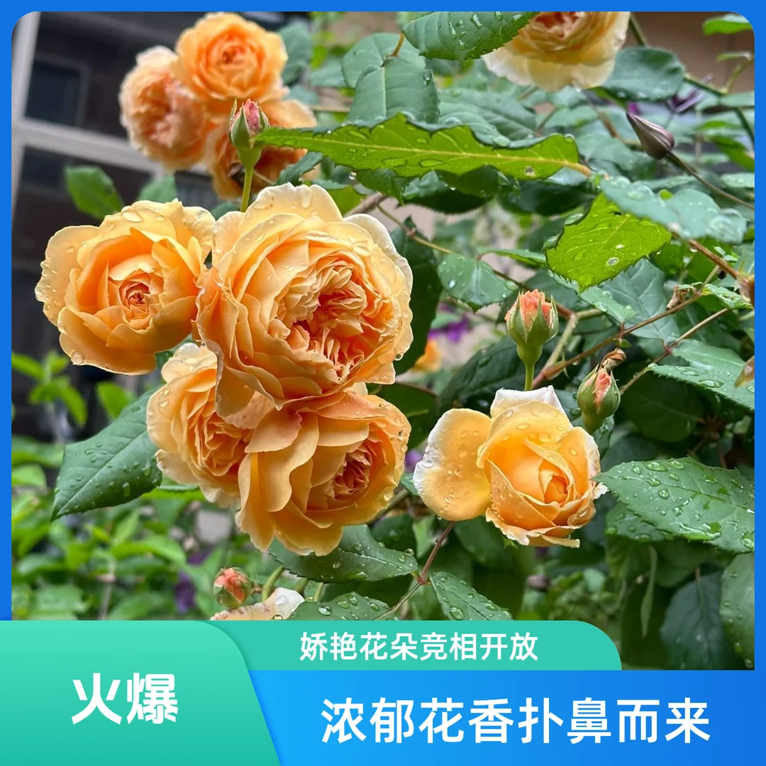 泽林 12x10cm浮力爬藤月季中苗不分品种上来就抢光