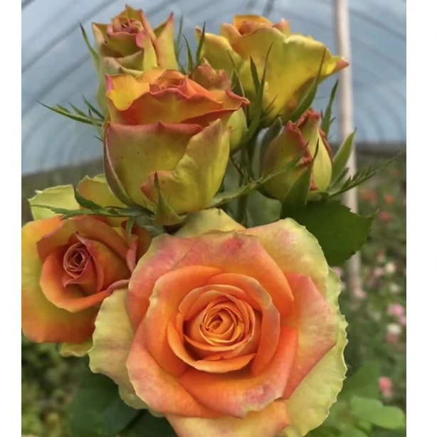 奥杜威，绿色黄色橙色三色结合玫瑰花型高脚杯切花月季