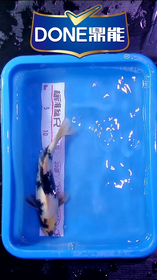 锦鲤直播间菁选 对版发货 7号