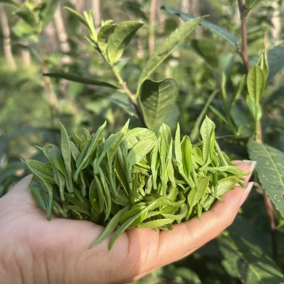 70年百园高山野绿茶春茶上新量版定制
