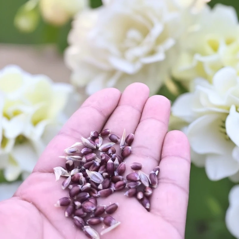 黑小麦仁熬粥打豆浆首选满满的麦香味黑麦黑麦仁