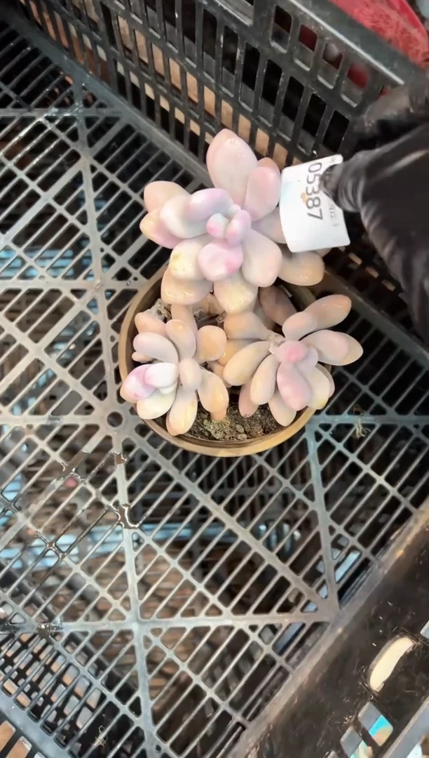 大****。多肉植物一物一拍05387