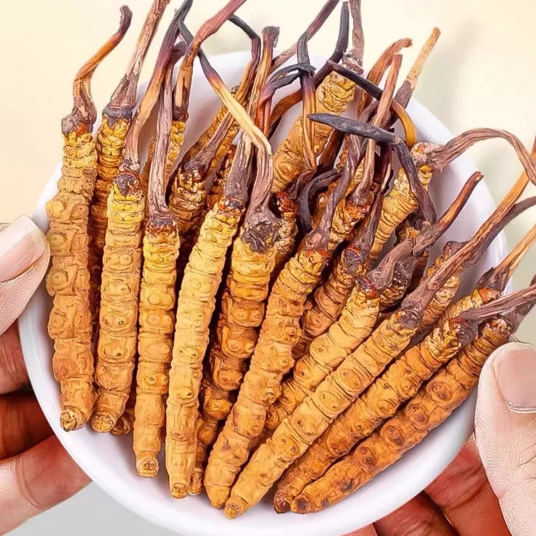 【白山农夫】冬虫夏草滋补礼盒款节日送礼佳品