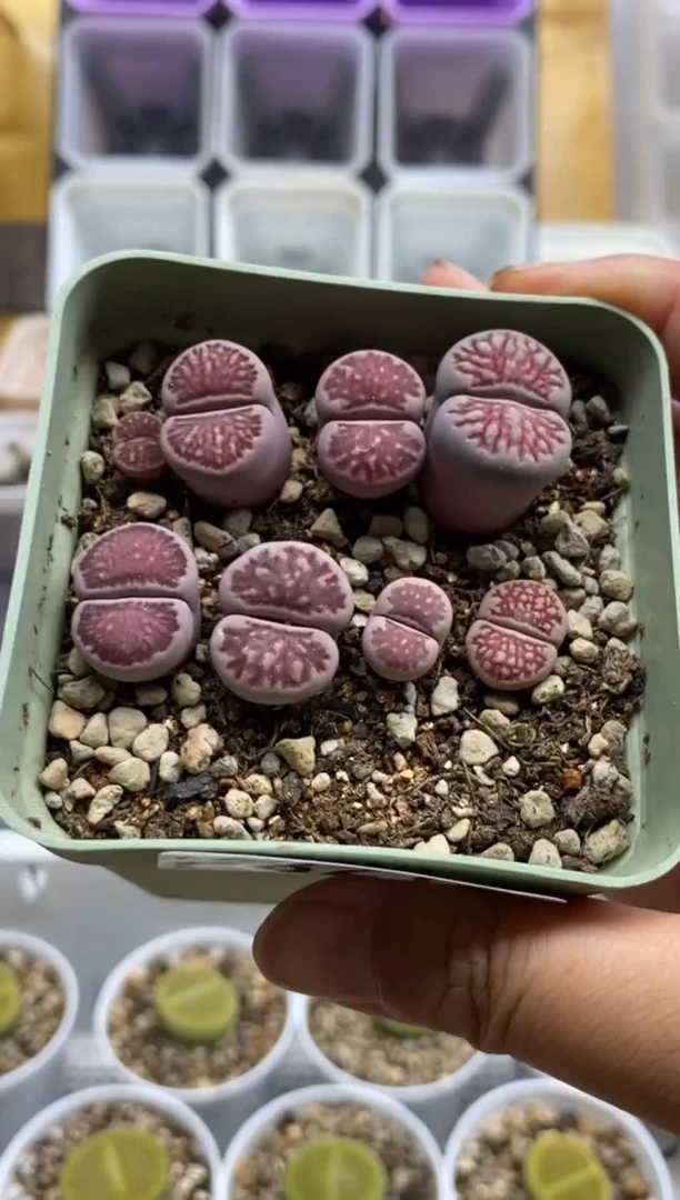 8212直播一物一拍