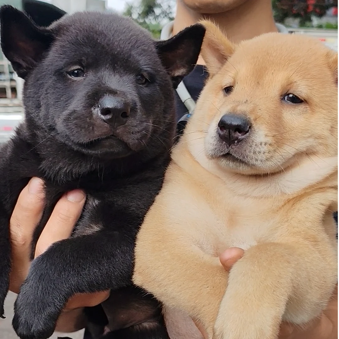 中华田园犬狗狗活体不包邮