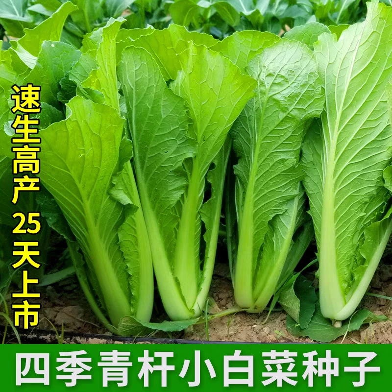【满5元包邮】四季青梗小白菜，奶油小白菜种子，京星快绿青梗小白菜