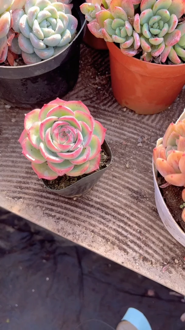 ?***7跃跃精品多肉01017