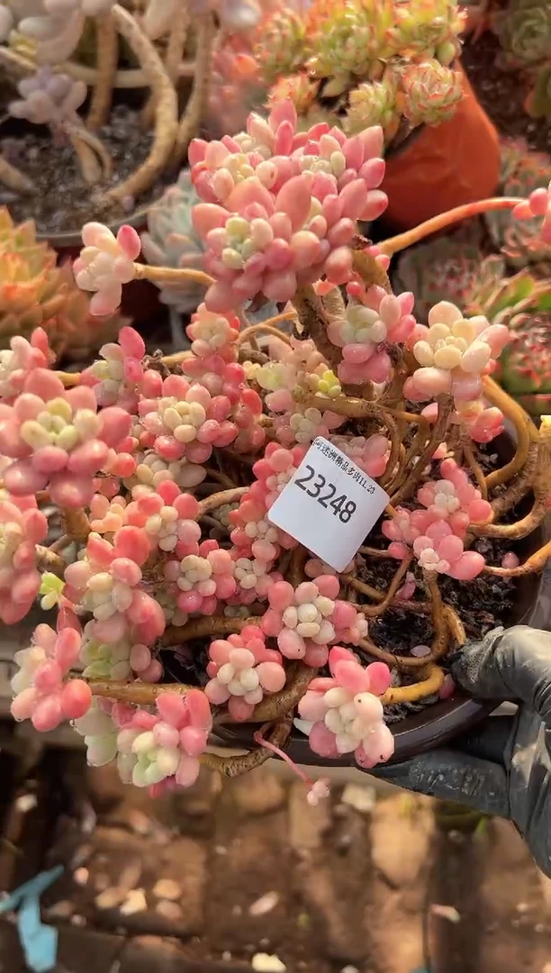 小****朵多肉植物一物一拍23248