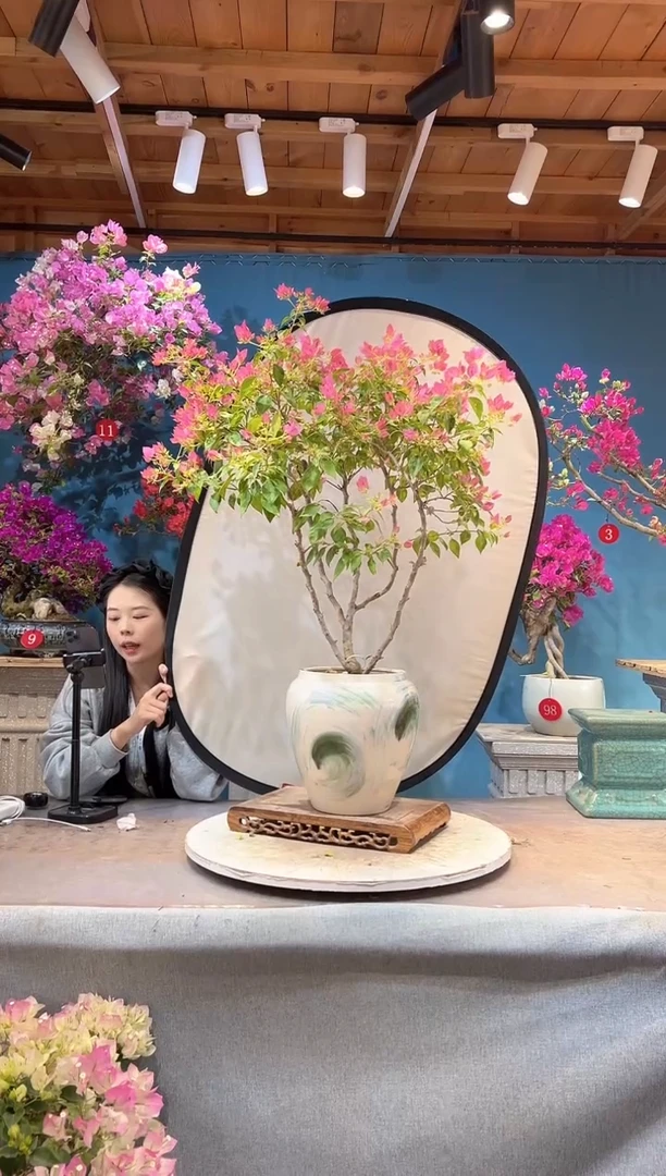 大量花朵（建议范围：8朵-15朵 或40%以上）暗斑粉水晶