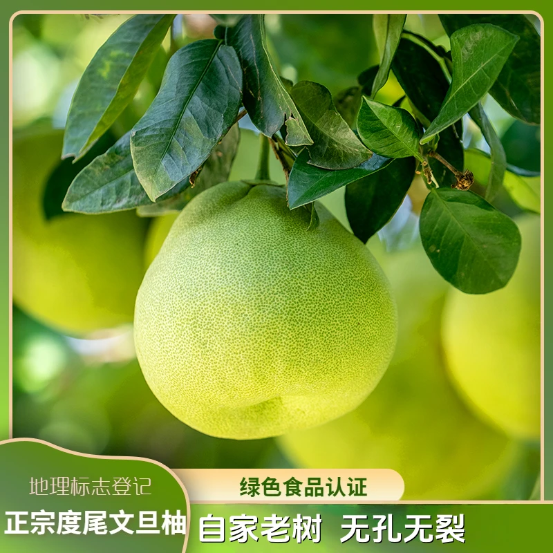 正宗度尾文旦柚子自家农场新鲜采摘老树多汁孕妇酸甜可口应季水果