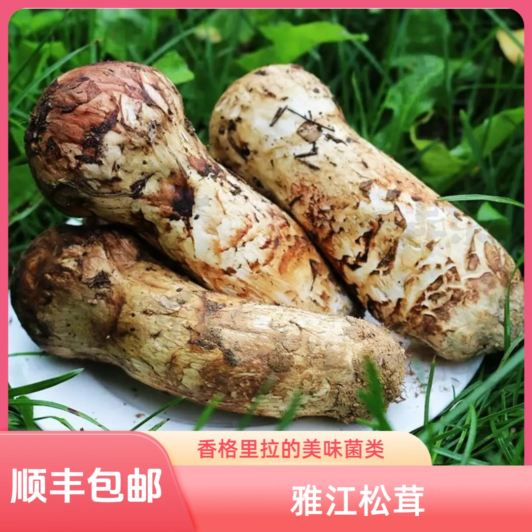 2025雅江松茸新鲜野生松茸菌云南野生菌香格里拉松茸食用菌菇