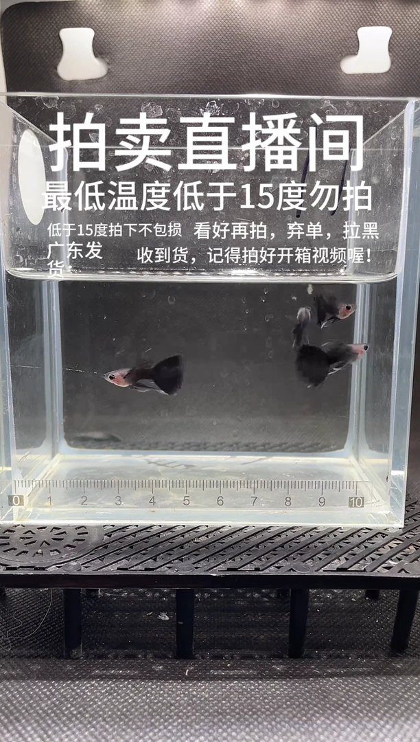 孔雀鱼蓝礼服长公 四条 最低温度低于15度不报损  编号11