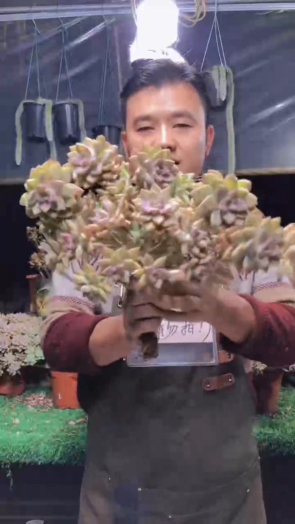 210淡雪缀化一物一拍