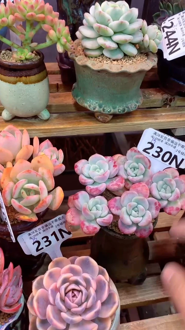 230N 花斑鹿 (一物一拍实付满28发货，默认不带盆土）