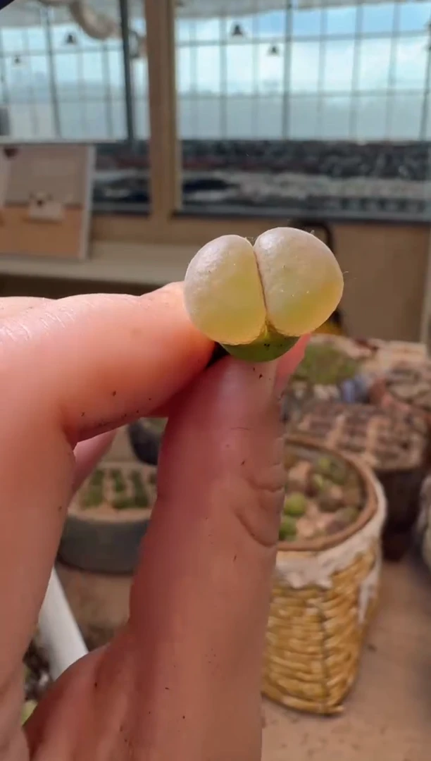 10-483多肉植物肉锥