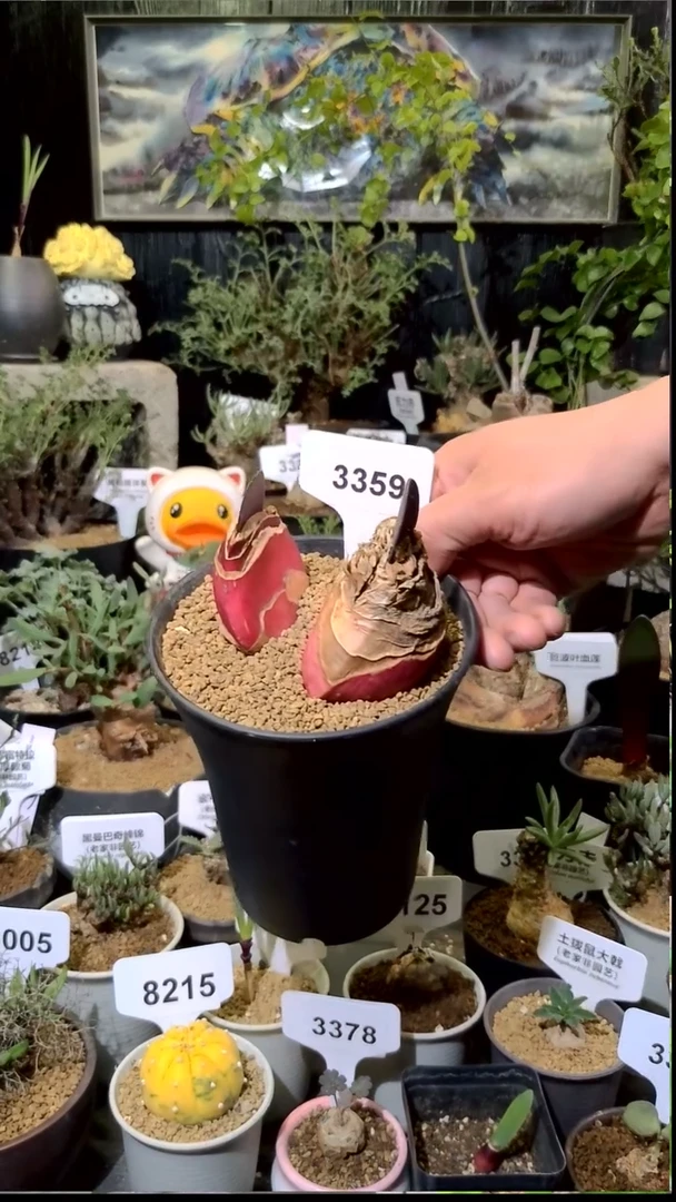 3359号1212甄选象耳血莲新上盆