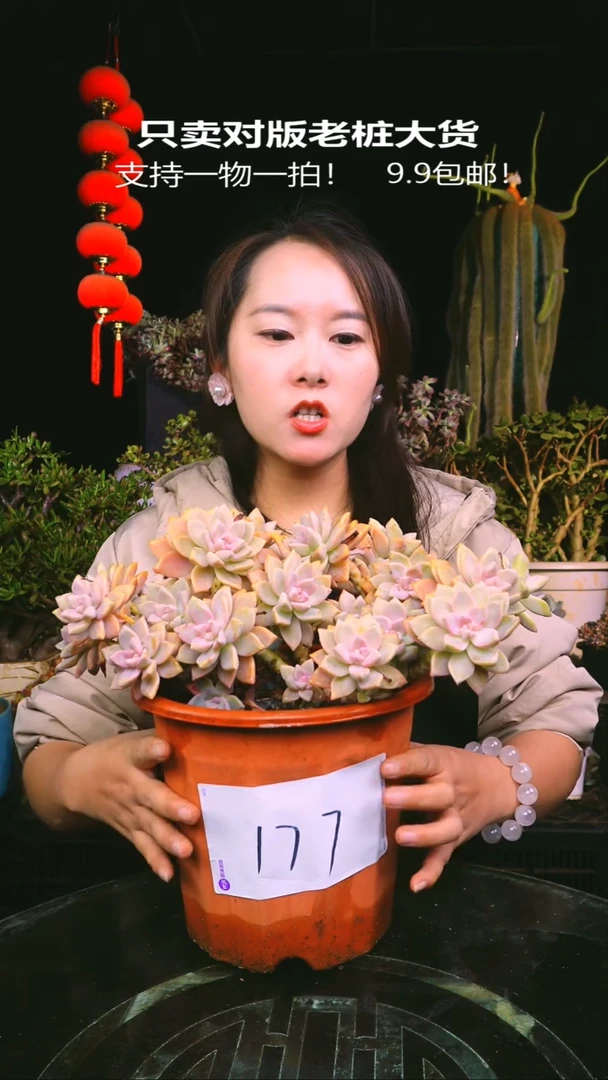 171号紫雾一物一拍