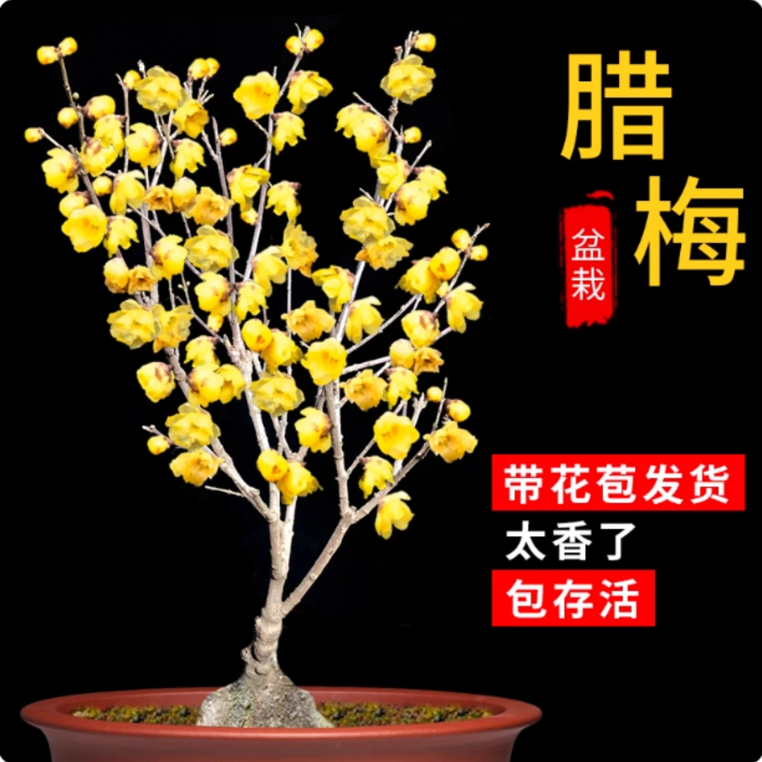 腊梅花树苗盆栽室内外老桩梅花盆景庭院耐寒花卉植物浓香素心腊梅