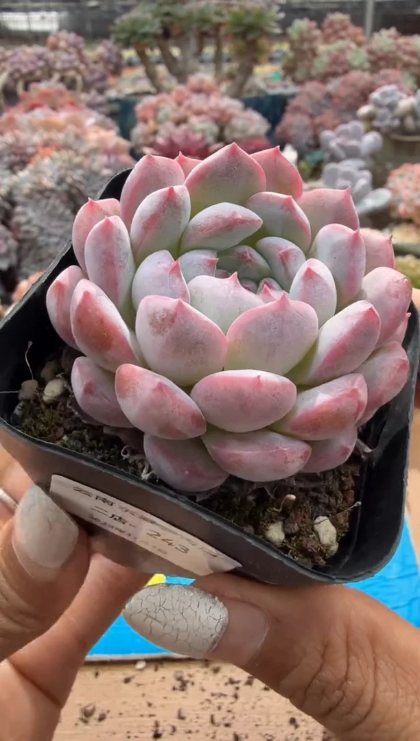 东云多肉园二店-243