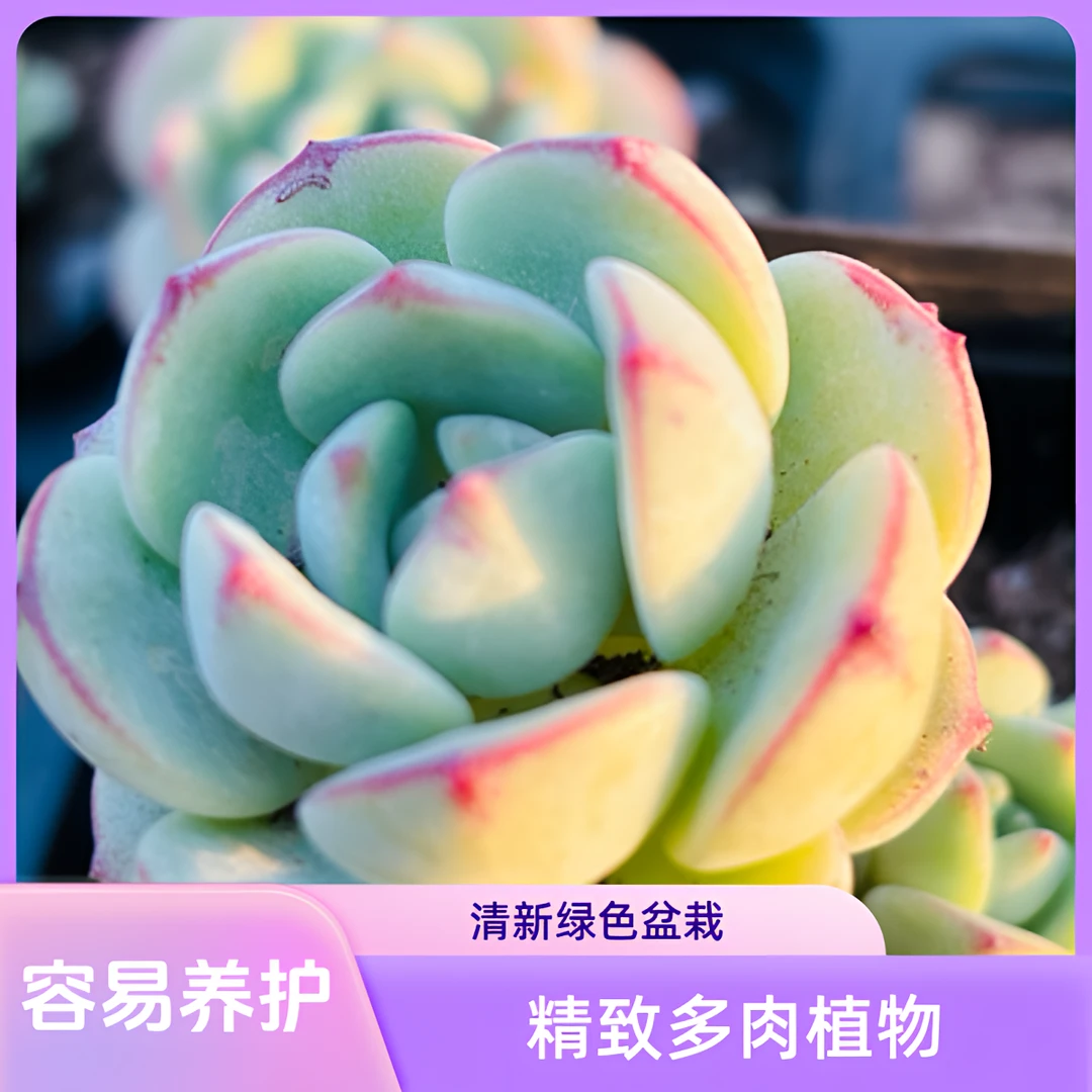 满9.9包邮特价香草多肉植物高级适合办公室盆栽多肉