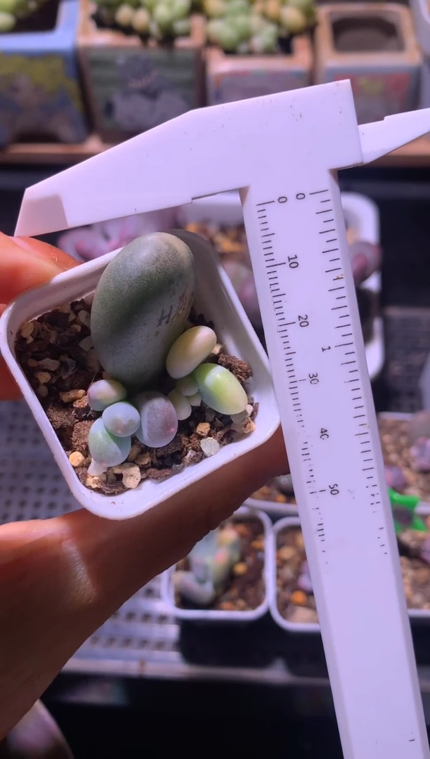 黄金鸡蛋大叶奶锦