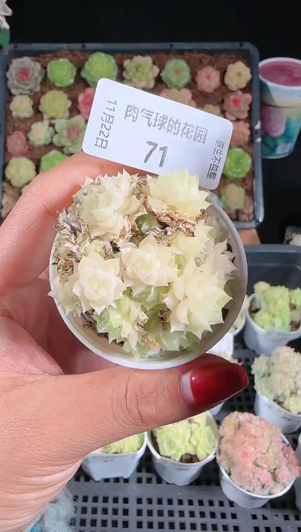 1122-71群生不包整