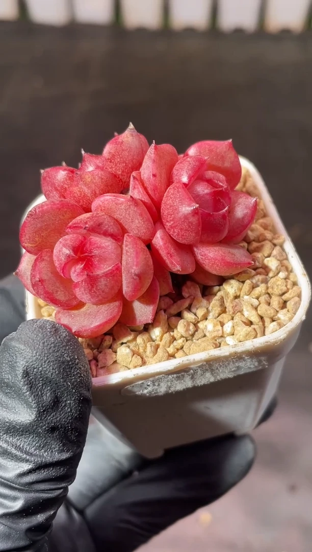 7-8哪吒3-4厘米不包整散量拍发一颗