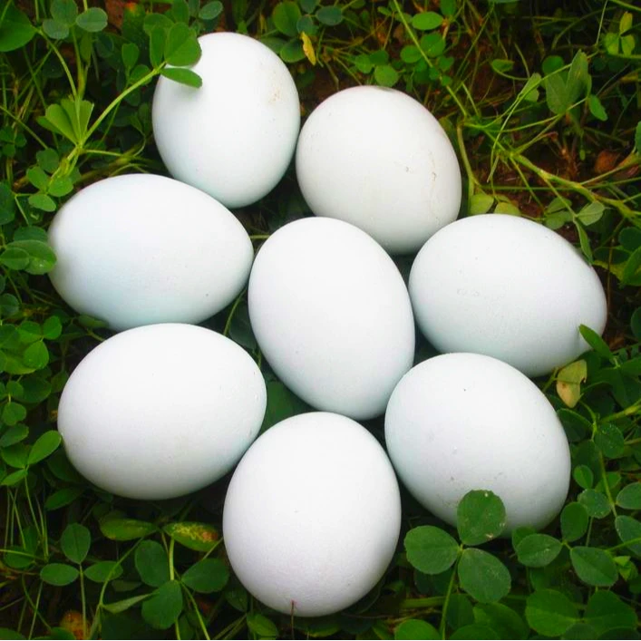 新鲜农家散养鹅蛋