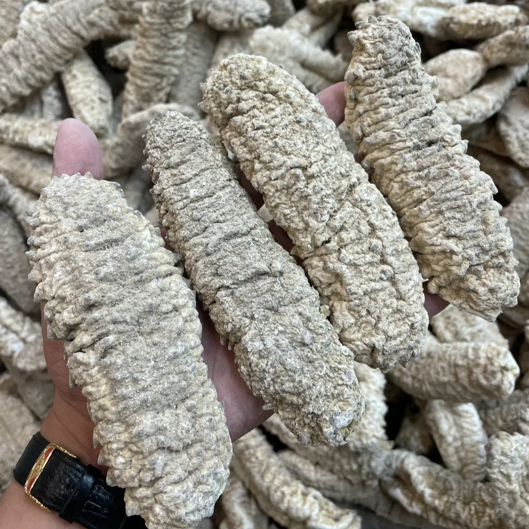 shenzhubo/参主播②摩洛哥岩刺参老淡干刺参干货欧刺参肉厚筋粗Q弹