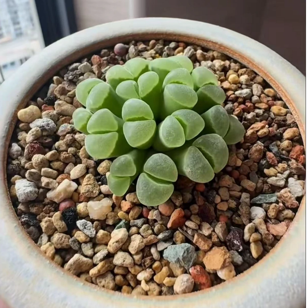 【柏实花园】白绒窗MSG2151-2.5年风铃单头多肉植物阳台懒人园艺