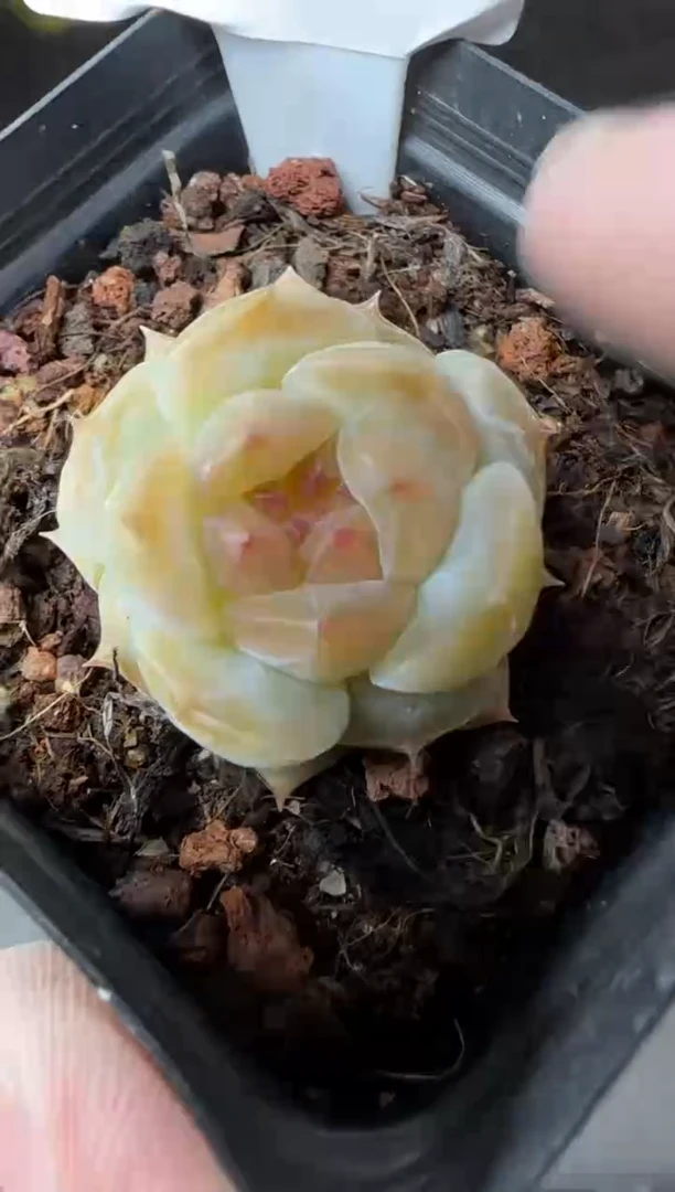 【闪购商品】一物一拍0304—82