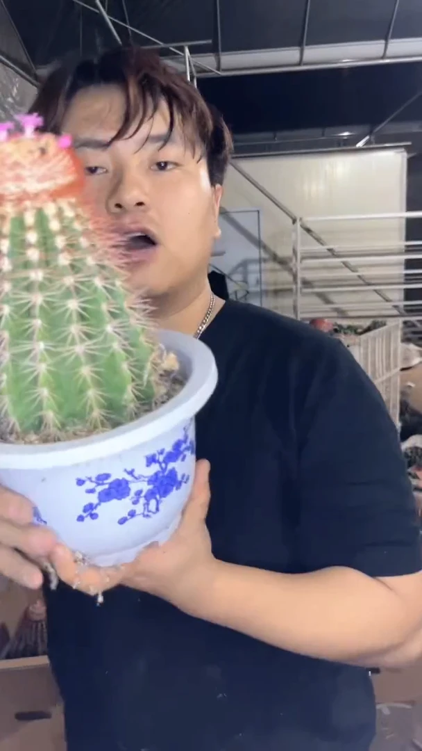 实生根 黄金云【带云顶】