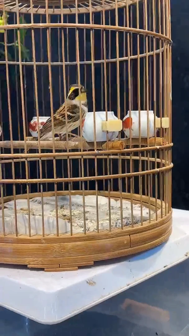 21号  虎头凤养笼  0元起拍