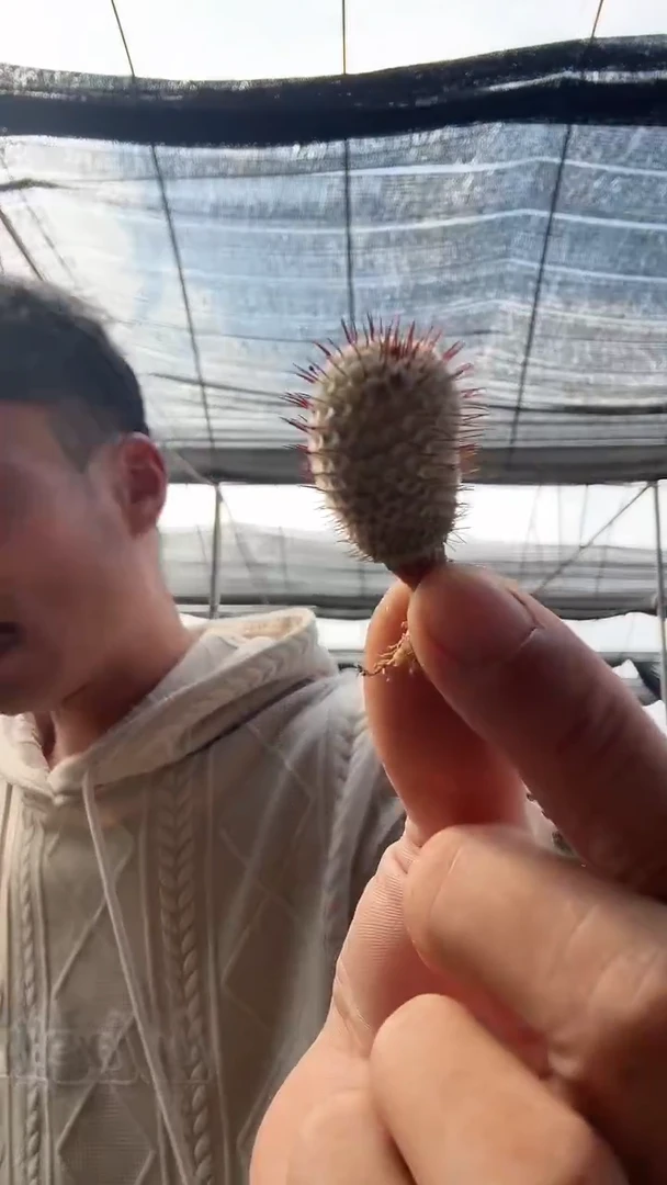 实生直刺佩雷不带盆土9.99
