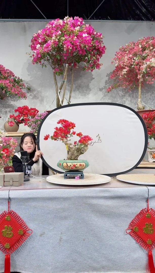 【闪购商品】盆景同安红