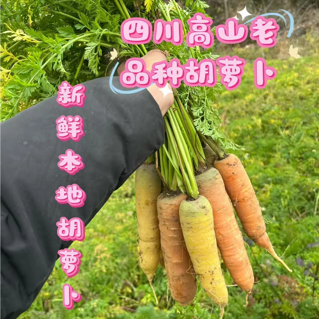 高山农家老品种胡萝卜本地胡萝卜甜萝卜黄萝卜 现挖现发产地直发